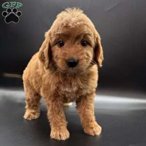 Zeus, Mini Goldendoodle Puppy